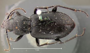 Media type: image;   Entomology 5647 Aspect: habitus dorsal view